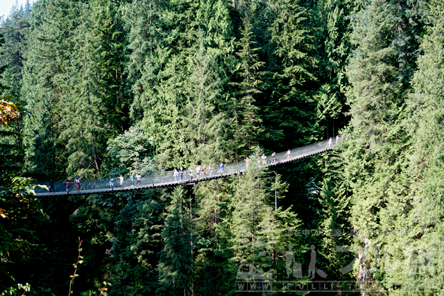 夏のキャピラノ吊橋は森の雄大さを実感できるバンクーバーの観光名所