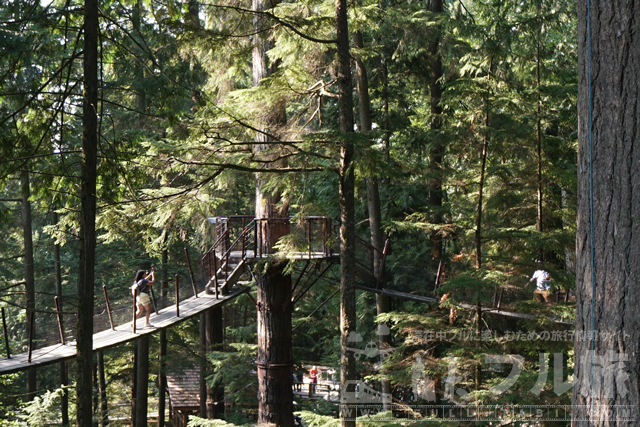 夏のキャピラノ吊橋は森の雄大さを実感できるバンクーバーの観光名所