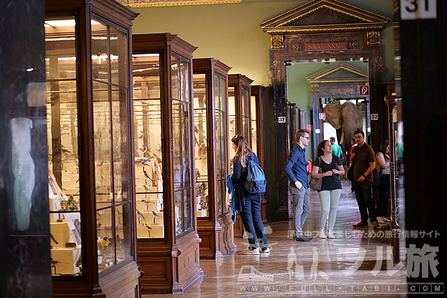 ウィーン自然史博物館の見どころや入場料、カフェなどを詳しく解説