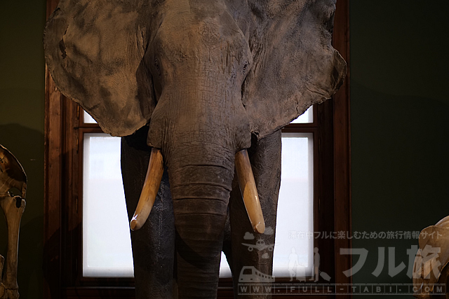 ウィーン自然史博物館の見どころや入場料、カフェなどを詳しく解説