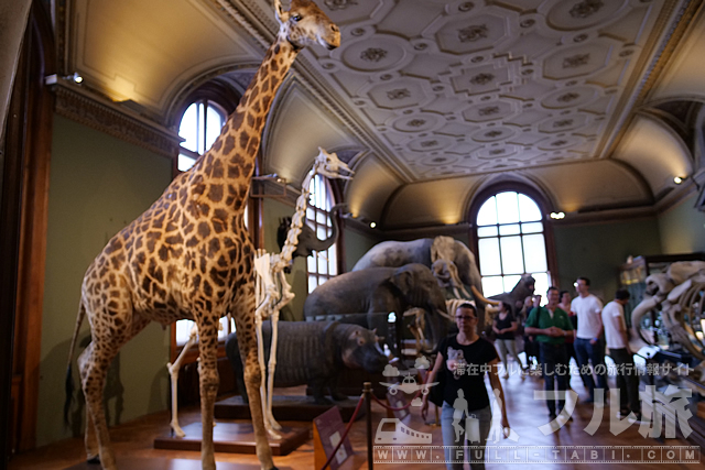 ウィーン自然史博物館の見どころや入場料、カフェなどを詳しく解説